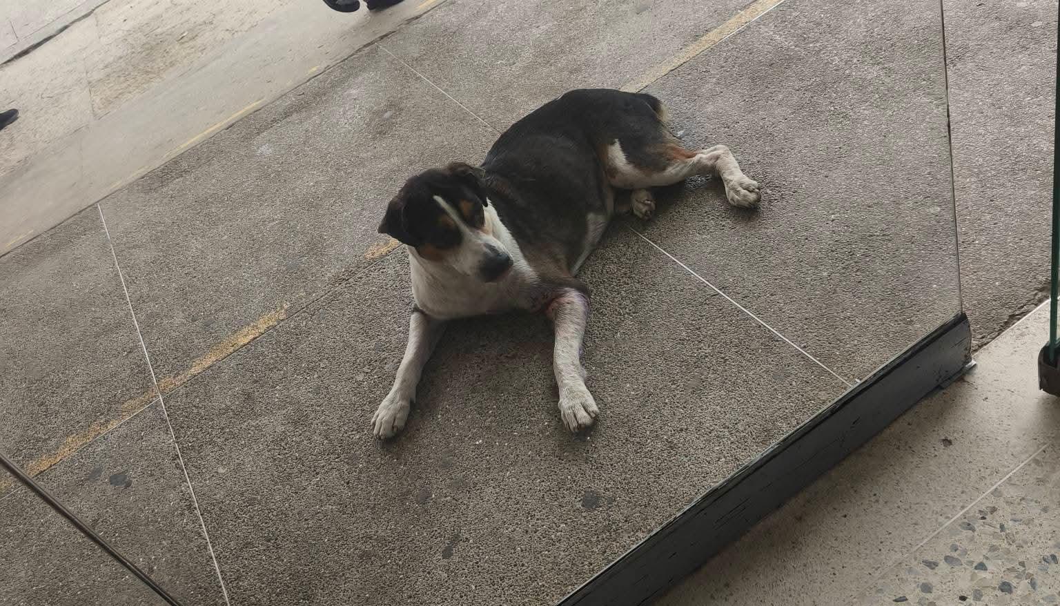 Mascota extraviada en el barrio Boston.