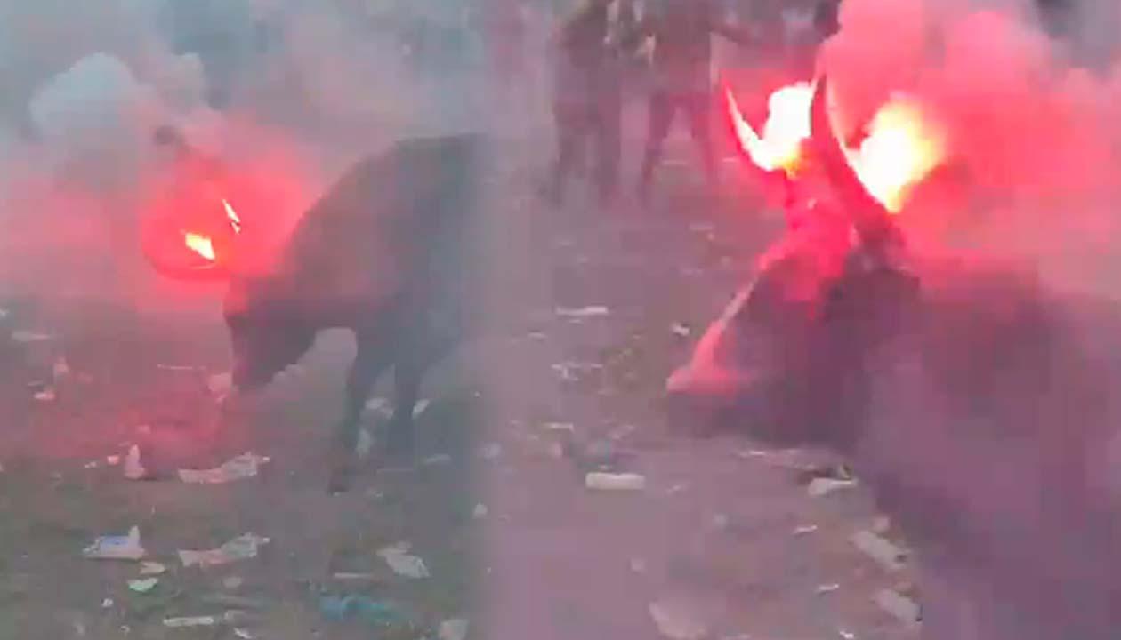 Toro con fuegos artificiales en los cuernos.