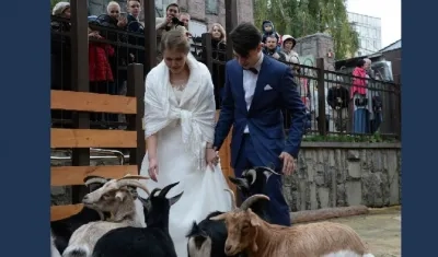 Antón, de 24 años, y María, de 23, fueron los pioneros en oficializar -el pasado fin de semana -su relación en el zoológico de Moscú.