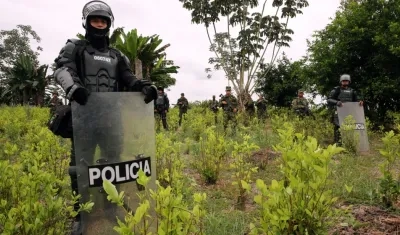 Policías de Colombia ocupan un cultivo de coca