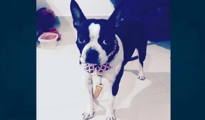 'Martina', perrita extraviada.