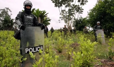 Policías de Colombia ocupan un cultivo de coca