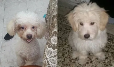 Los perros 'Max' y 'Rocko'.