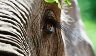 El procedimiento, que se llevará a cabo el 11 de noviembre, es requerido para tratar uno de sus colmillos. 