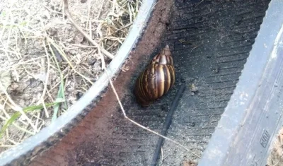Caracoles africanos detectados en sectores de Malambo.