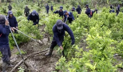 El año pasado en Colombia los cultivos ilícitos aumentaron en 52%.