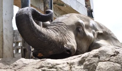 Tantor será sometido a un tratamiento dental, el próximo 11 de noviembre.