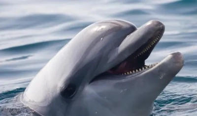  La larga lista de similitudes conductuales incluye muchos rasgos compartidos con humanos.