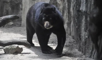 El oso volverá a acercarse a su pareja. 