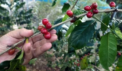 El gremio de los cafeteros  ha advertido de una escasez de mano de obra para la recolección de la cosecha del grano. 
