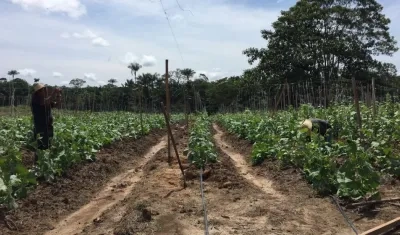 Excombatientes de FARC comprometidos con La Paz y la reincorporación y el gobierno