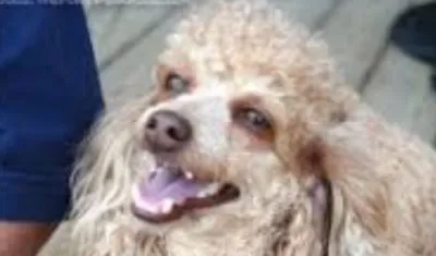 'Corazón', la french poodle extraviada