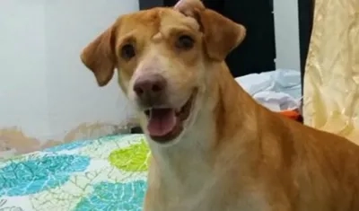 Scooby, perro perdido en Costa Hermosa.