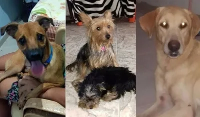 Las mascotas 'Dino', 'Lulú' y 'Mono'.