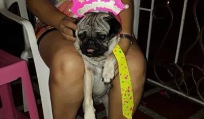 'Lukas' pug perdido.