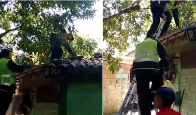 La Policía Ambiental rescató el reptil que estaba en una canaleta.