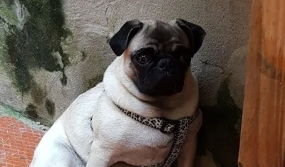 'Dulce' perrita que fue robada.