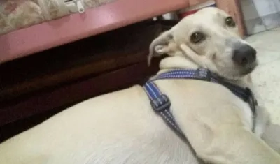 'Toby', perrito perdido.