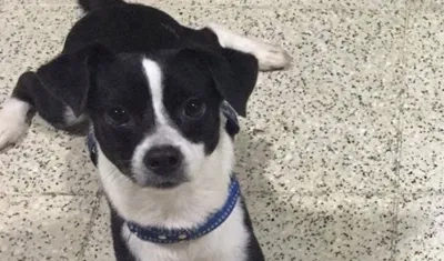 'Bruno' perro extraviado.