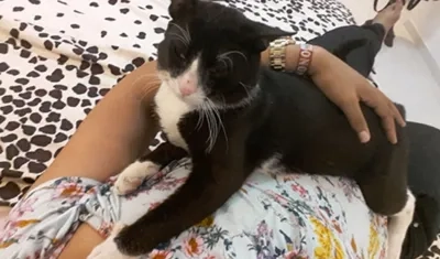 'Chiki', gato perdido.