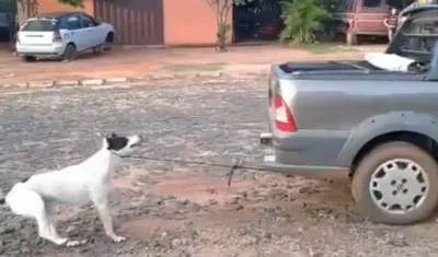 Las imágenes de lo que hicieron las mujeres al perro son impactantes y son las pruebas que tiene la justicia paraguaya.