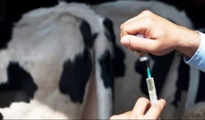 La OMS recomienda que las industrias agropecuaria, piscicultora y alimentaria dejen de utilizar sistemáticamente antibióticos para estimular el crecimiento y prevenir enfermedades en animales sanos. 