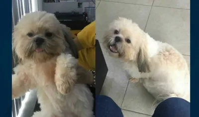 Perrito perdido 'Hachi'.