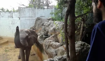 El veterinario Henrique Riva, observa a Tantor en el zoológico de Barranquilla.