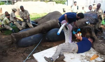 Momentos en que está los veterinarios operando a Tantor.