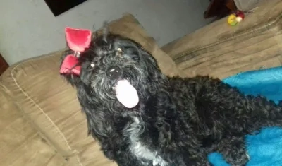 Luciana, la perrita extraviada en el barrio Las Nieves.
