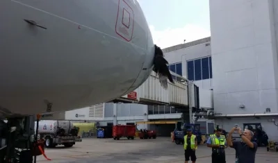 Así quedó el ave incrustada en el avión.