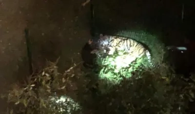 El enorme animal anduvo por las calles de la capital francesa, luego de escaparse de un circo.