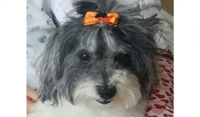 'Tasha' perrita perdida.