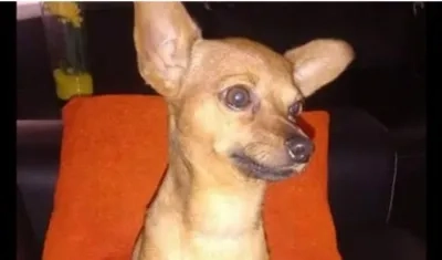 Perrito perdido en el barrio Las Nieves.