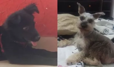 Los perritos 'Waiky' y 'Lucas'.