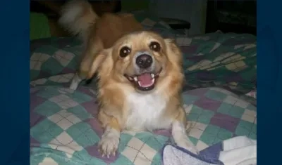 'Cuco' perrito perdido.