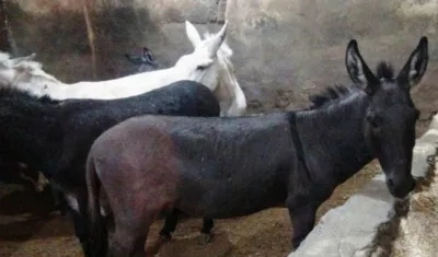 Estos son los tres burros que fueron retirados con un ceremonia.