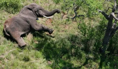 Elefante del parque Nacional de Kruger, en Mozambique. 