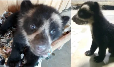 El oso era alimentado con agua de panela con leche.