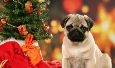 Para calmar a sus mascotas.