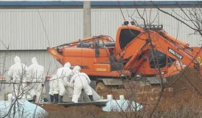 Funcionarios entierran pollos sacrificados en una granja en Hwaseong, Corea del Sur, tras las sospechas de un brote de la cepa H5N6 . 