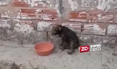 El perro resultó quemado en todo su cuerpo.