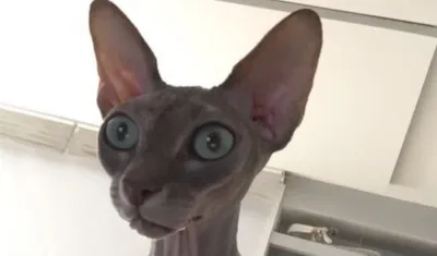 'Izel' gata perdida.