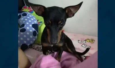 'Terry' perrito perdido.