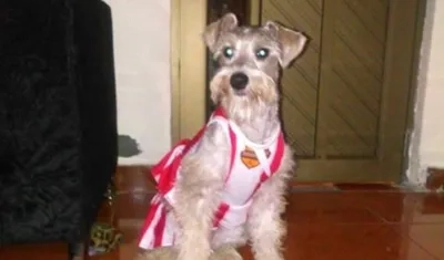 'Dolly' perrita perdida.