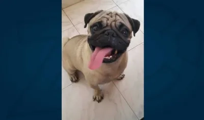 'Rocky' perrito perdido.