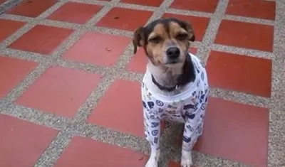 'Juana' perrita perdida.