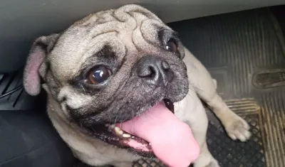 'Rocky' , el pug que regresó a su hogar.