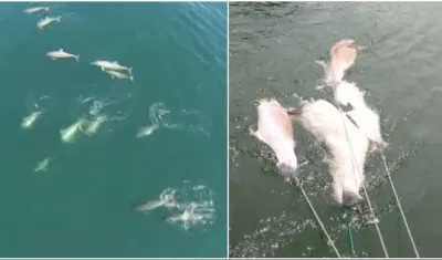 Ecologistas alertaron sobre más muertes.