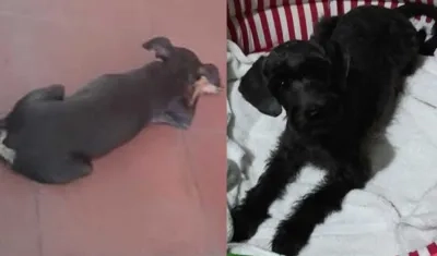 'Muñeca' y 'Luna' perritas extraviadas.